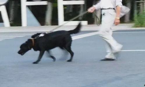 网友爆料遛狗视频大全图片,遛狗视频大全,萌宠日常欢乐多 第1张 网友爆料遛狗视频大全图片,遛狗视频大全,萌宠日常欢乐多 第1张